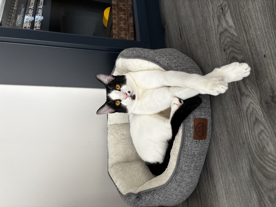 Minto, our 2-year-old tuxedo cat