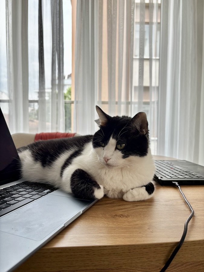 Sirine, our 8-year-old tuxedo cat